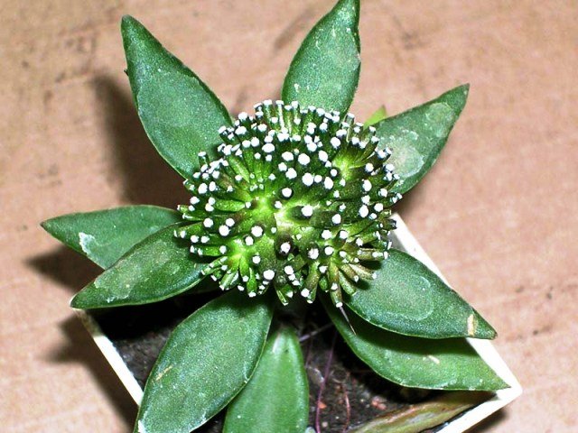 Mammillaria_luethyi_4